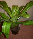 Black Amazonian Birdnest